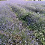 Bed & Breakfast D'hotes, A La Nuitee Barret-de-Lioure